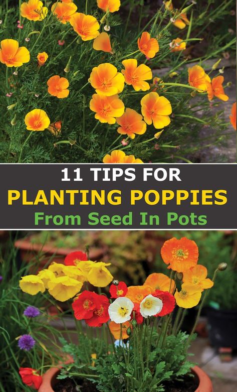 Planting Poppy Seeds, Growing Poppies, Planting Poppies, Cozy Garden, Poppy Garden, Gardening Design, Garden Wedding Decorations, Garden Veggies, Cut Flower Garden