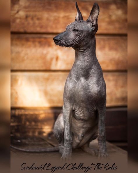 Xolo Dog, Hairless Dogs, Ancient Dogs, Mexican Hairless Dog, Gray Dog, Hairless Dog, National Animal, Dog Black, Grey Dog