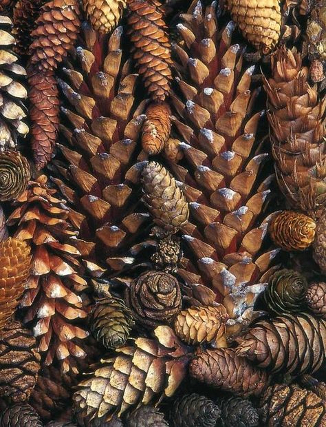 JK: I have bowls and bowls of pine cones in my house. I love the textural depth and woodsy quality they bring to a room. Theme Nature, Seed Pods, Brown Aesthetic, Display Design, Autumn Aesthetic, Natural Forms, Patterns In Nature, Henri Matisse, Pine Cones