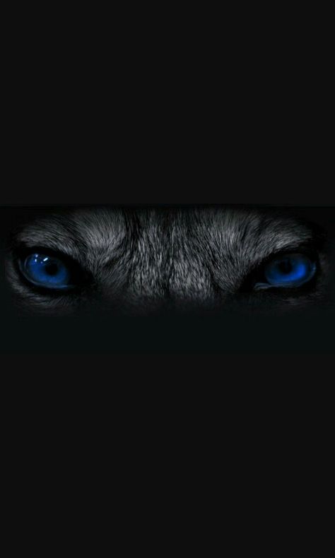 Wolf Eye Tattoo, Latin Tattoo, Blue Wolf, Wolf Eyes, Animal Eyes, Wolf Images, Wolf Face, Martial Arts Workout, Wolf Tattoos