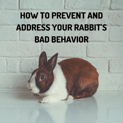 Bunny Care: How to Discipline Your Rabbit - PetHelpful Secret Life Of Rabbits, Bunny Care Tips, Bunny Owner, Funny Bunny Videos, Pet Rabbit Care, Rabbit Farm, Giant Rabbit, Rabbit Treats, All About Rabbits