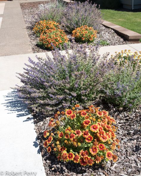 Blanket flower - Inland Valley Garden Planner Flowering Perennials, Blanket Flower, Plant Signs, Waterwise Garden, Garden Centers, Butterfly Plants, Garden Planner, Inland Empire, Raised Planter