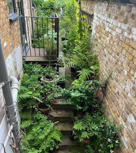 Side Return Garden Ideas, Side Return Garden, Shade Tolerant Grass, Corridor Garden, Big Planters, Ferns Garden, Shade Garden Plants, Courtyard Gardens Design, Thriving Garden