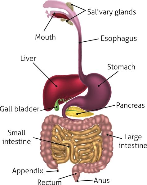 its about the system of organs that are responsible in taking food in and out of the body system.more relevant information will in the link below Digestive System Parts, Digestive System Project, Digestive System For Kids, Digestive System Model, Digestive System Diagram, Digestive System Worksheet, Digestive System Anatomy, Digestive System Function, Human Digestive System