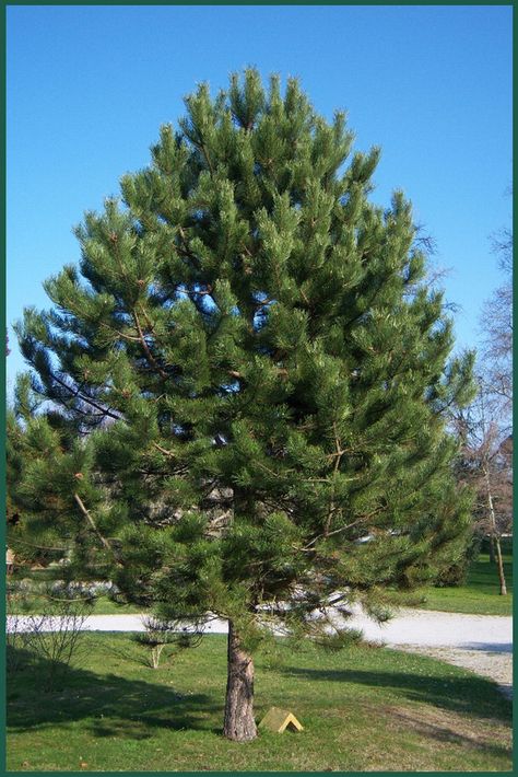 Pine 'Austrian' is a hardy pine tree that will get about 30 feet tall and 20 feet wide. Mosquito Repellent Plants, Planting Zones, Soil Conservation, Repellent Plants, Large Yard, Evergreen Trees, Mosquito Repellent, Ornamental Grasses, Landscape Projects