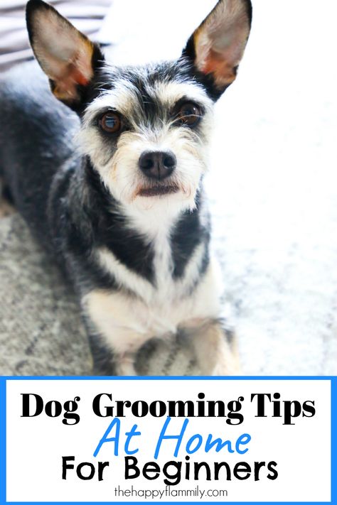 Dog grooming for beginners. How to groom a dog youtube. Dog grooming techniques. How to groom a dog at home with scissors. How to groom a dog face. Dogs that need grooming. Professional dog grooming tips. How to groom your dog at home. Save money by grooming your dog at home. #dogs #pets #DogGroom #dogHairStyle #DogGrooming #Dogcleantips #petcare At Home Dog Grooming, Grooming Dogs, Pets Grooming, Dog At Home, Grooming Business, Dog Grooming Tips, Pet Tips, Dog Groomer, Dog Grooming Supplies