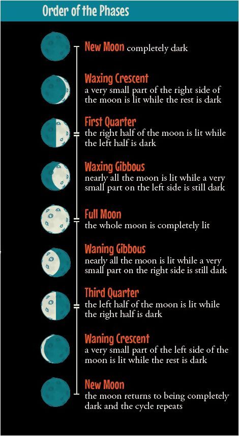 Moon Projects, The Phases Of The Moon, 4th Grade Science, 6th Grade Science, 5th Grade Science, Earth And Space Science, Phases Of The Moon, Homeschool Science, Science Classroom