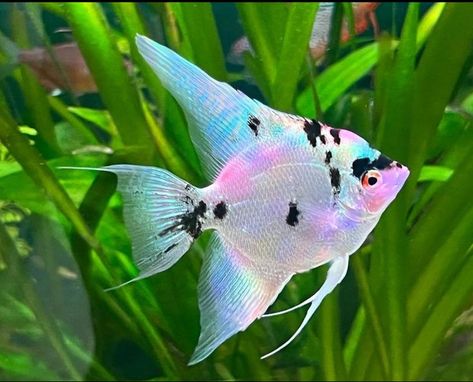 anglefish Angel Fish Tank, 55 Gallon Tank, Aquaponics Fish, Pretty Fish, 55 Gallon, Ocean Fishing, Pet Fish, Fresh Water Tank, Angel Fish