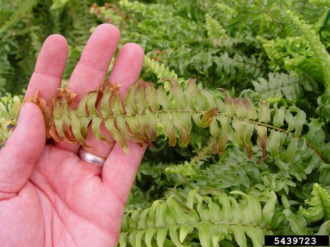 Ferns give a garden or indoor setting a lush, tropical appeal, but when they don’t have the right conditions, the tips of the fronds can turn brown and crispy. You’ll learn what causes brown tips on fern leaves and how to correct the problem in this article. Fern Care, Ferns Care, Ferns Garden, Boston Fern, Texas Gardening, Brown Leaves, Inside Plants, Fern Plant, Flower Gardening