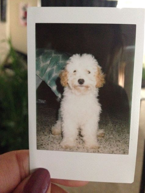 My favorite Polaroid of Bansky Dog Polaroid, Cute Polaroid Pictures, Cute Polaroid, Polaroid Instax, Polaroid Pictures, Kpop Girls, Polaroid Film, My Favorite, Dogs