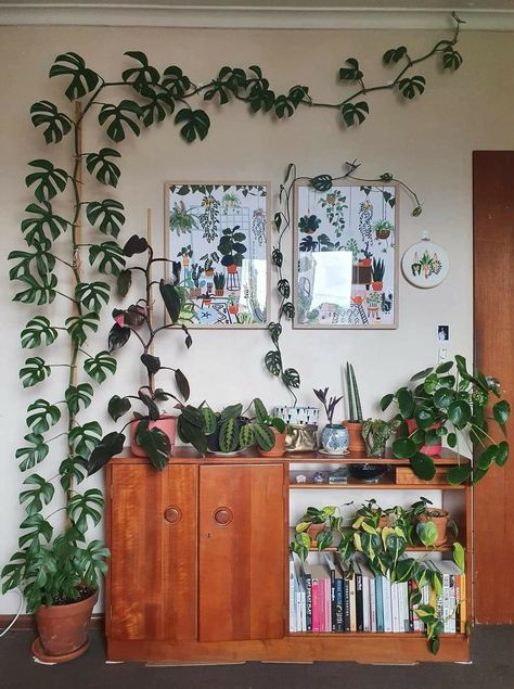 Swiss Cheese Plant Climbing Ideas, Japanese House Plants, Plants In Bedroom Ideas Small Spaces, Plant Area Indoor, Vining Plants Indoor Ideas, Indoor House Plants Decor Ideas, Inhouse Gardening, Plant Placement In Home, Plants In House