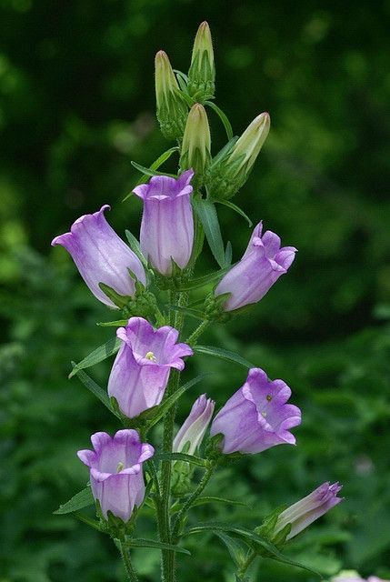 Canterberry Bells, Purple Campanula, Flowers Board, Canterbury Bells, Survive Winter, Natural Bouquet, Purple Succulents, Succulent Centerpieces, Blossom Garden