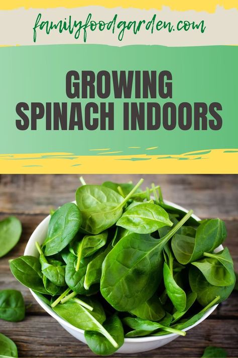 Growing your garden outside may not be possible year-round and Family Food Garden has you covered with growing spinach indoors so that you can ensure you always have access to this leafy green. Learn how to grow spinach indoors step by step instructions and also get all the equipment you will need to successfully grow your spinach. Get top tips to follow to ensure your spinach thrives indoors. Find out about the types of spinach for an indoor garden as well as the benefits of growing it here. Grow Spinach Indoors, Planting Spinach, How To Grow Spinach, Grow Spinach, Growing Spinach, Healthy Fruits And Vegetables, Raw Spinach, Foraged Food, Starting A Garden