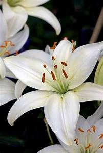 white lilies - Yahoo Search Results Image Search Results Pink Tiger Lily, White Tiger Lily, White Lily Flower, Pink Lilies, Lilies Of The Field, Lilac Tree, Pink Tiger, Easter Lily, Flower Garden Design