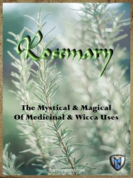 Rosemary Meaning Witchcraft, Rosemary Symbolism, Essential Oil Meanings, Rosemary Health Benefits, Earth Wisdom, Evergreen Bush, Rosemary Herb, Rosemary Plant, Blessing Words