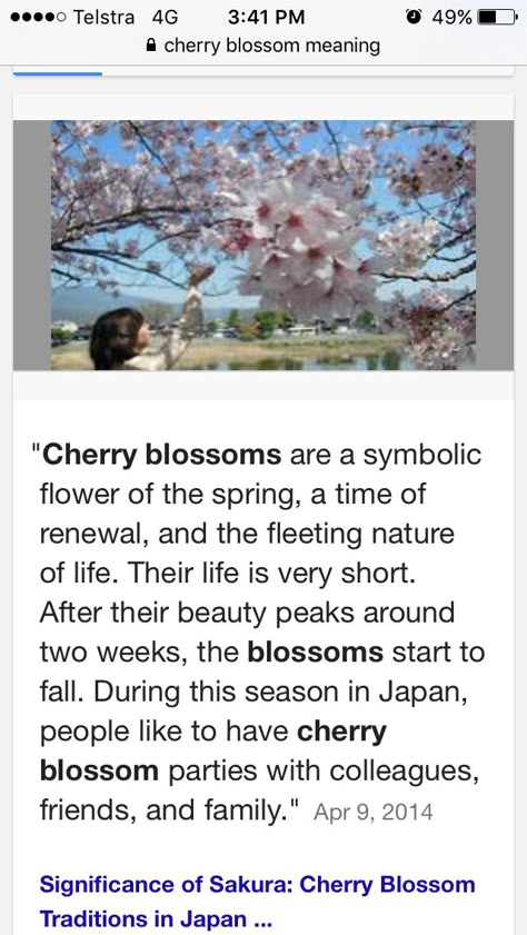 Meaning Of Cherry Blossom, Sakura Flower Meaning, Sakura Meaning, Cherry Blossom Symbolism, Red Cherry Blossom Tree, Cherry Blossom Meaning, Butterfly Writing, Spring Traditions, Flower Half Sleeve