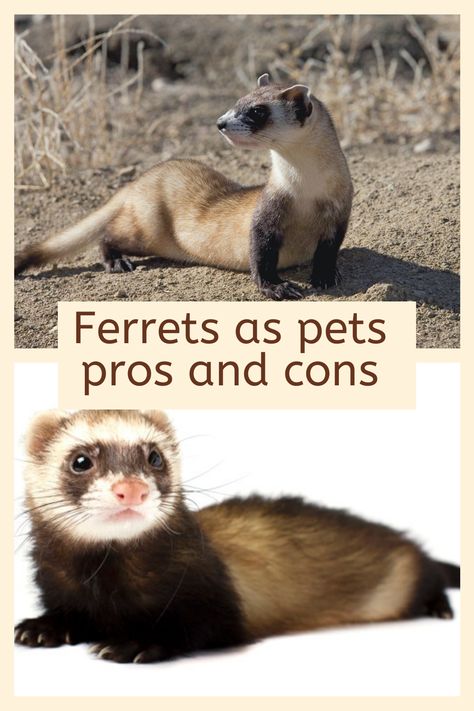 What Do Ferrets Eat, Ferret Facts, Ferrets Care, Baby Ferrets, Pet Ferret, Allergy Symptoms, Cat Carrier, Do Exercise, Litter Box