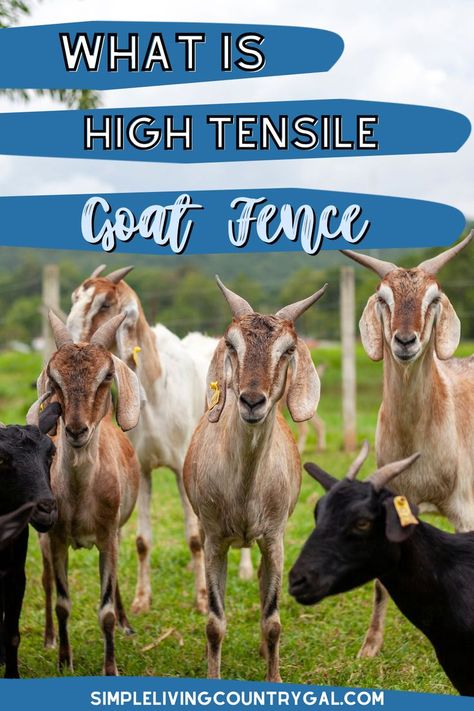 Discover the advantages and disadvantages of high tensile goat fencing for securing your small herd! Invest in this long-lasting and budget-friendly solution with specially designed gates, ensuring your animals can pass safely without touching the electric wire. For optimal safety and effectiveness, rely on a professional for installation and proper livestock training. High Tensile Fence, Goat Fence, Diy Gate, Livestock Fence, Livestock Shelter, Goat Shelter, Goat Herding, Wood Gate, Types Of Fences