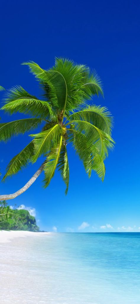 Beach Wallpapers for Phone with Picture of Beautiful Tropical Beach and Coconut Tree Tree Hd Wallpaper, Desktop Background Nature, Green Nature Wallpaper, Iphone Wallpaper Winter, Sea Photography, Pretty Beach, Tropical Beaches, Unique Beach, Black Wallpaper Iphone