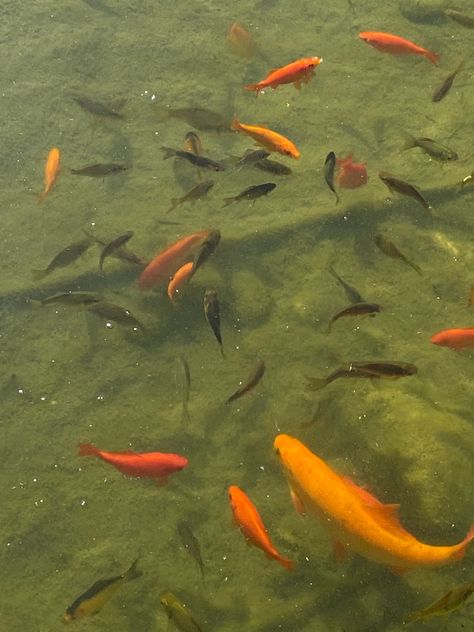 Pond Goldfish, Goldfish Aesthetic, Fish In Water, Goldfish Pond, Pond Fish, Fish Pond, Goldfish, Art Inspiration, Sketch