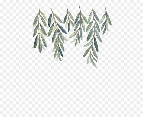 Pattern Painting Ideas, Olive Tree Drawing, Branch Watercolor, Branch Drawing, Drawing Png, Leaf Drawing, Skateboard Design, Watercolor Invitations, Tree Drawing