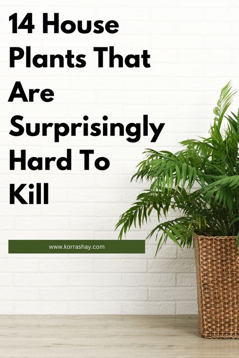 14 House Plants That Are Surprisingly Hard To Kill – | Talk Plant To Me | Plants 101, Umbrella Plant, Low Light House Plants, Air Purifying House Plants, Cast Iron Plant, Parlor Palm, Crassula Ovata, Iron Plant, Air Purifying Plants