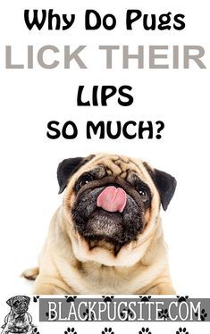 Pug Facts, Old Pug, Black Pug Puppies, Fawn Pug, Baby Pugs, Funny Quotes Sarcasm, Black Pug, Pug Puppies, Pugs Funny