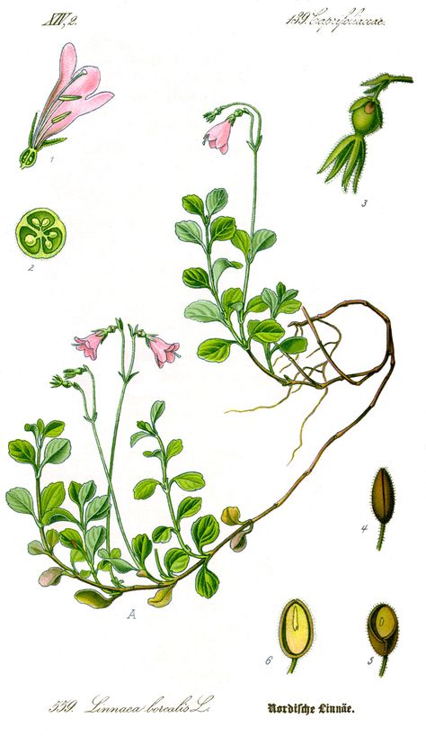 Linnea Linnaea borealis Linnea Borealis, Linnea Flower, Vintage Plant Illustration, Linnaea Borealis, Twin Flower, Carl Linnaeus, Lake House Wall Art, Botanical Book, Illustration Kitchen