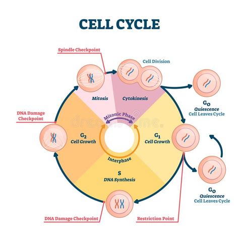 Cell Cycle Vector Illustration. Educational Microbiological Phases Scheme. Stock Vector - Illustration of leaves, cytokinesis: 164166818 Cycle Drawing, Cell Theory, Comics Drawing, Graduation Images, Biology Facts, Cell Cycle, Cell Division, Medical School Studying, Biology Notes