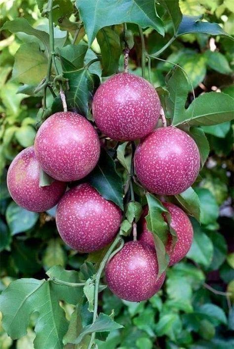 Pruning Raspberries, Passion Fruit Plant, Giant Vegetable, Weird Fruit, Fruit World, Fruit Bearing Trees, Strange Fruit, Unique Fruit, Unique Vegetables