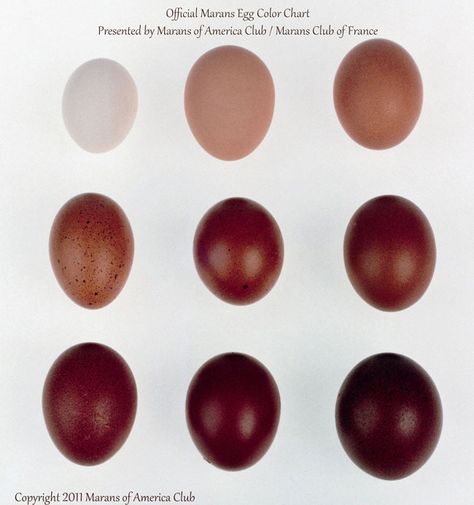 A couple of years ago I saw a picture on the Internet of a dark, dark brown egg. I thought it was a chocolate egg actually, ready and waiting to be dragged through a jar of peanut butter. But it … Continue reading → Egg Colors By Breed, Chicken Eggs Colors Chart, Chicken Breeds And Egg Color, Copper Maran, Backyard Hens, Egg Chart, Maran Chickens, Black Copper Maran Eggs, Chicken Breeding