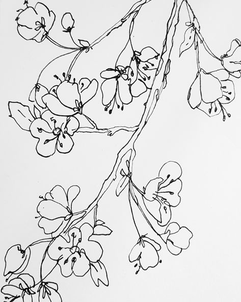 Apricot Flower Tattoo, Apricot Blossom Tattoo, Cherry Blossom Tattoo Minimalist, Cherry Blossom Line Art, Flower Tats, Blossom Drawing, Cherry Blossom Drawing, Drawing Apple, Apple Blossom Flower