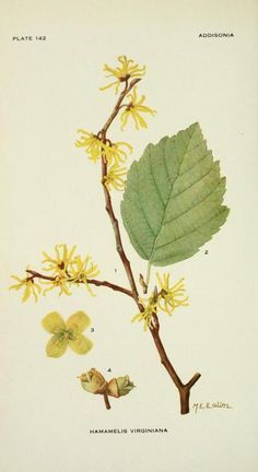 Witch Hazel (Hamamelis) A Spell Witch Hazel Uses, Magia Das Ervas, Herbal Plants, Herbal Apothecary, Healing Plants, Illustration Botanique, Herbal Healing, Wild Edibles, Wild Plants