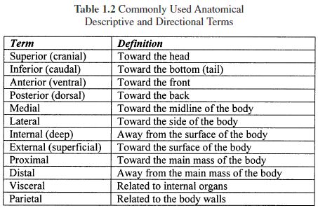 Anatomical Terms Of Location Quiz | body regions and body cavities ... Body Cavities, Anatomical Terms, Emt Study, Medical Billing And Coding, Nursing School Studying, Human Anatomy And Physiology, Medical Terminology, Medical Studies, Medical Coding