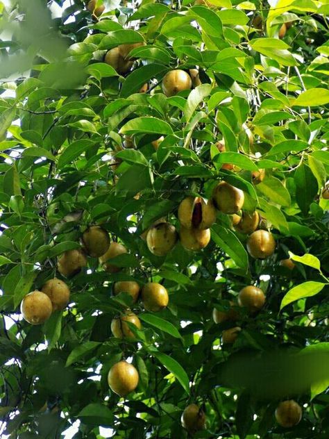 Jathi...(nutmeg) Thrissur Nutmeg Plant, Nutmeg Tree, Yarrow Flower, Orchard Tree, Mother India, Kerala House, Kerala Houses, Great King, Bountiful Harvest