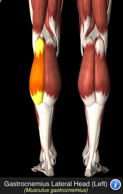 Musculus Gastrocnemius Gastrocnemius Muscle, Human Muscle Anatomy, Human Body Anatomy, Muscle Anatomy, Anatomy Sketches, Body Anatomy, Anatomy Drawing, Drawing Sketches, Fitness Tips