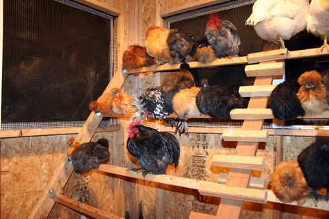 Outdoor Chicken Run, Coop Plans Free, Chicken Ladder, Chicken Coop Plans Free, Chicken Perches, Urban Chicken Farming, Chicken Roost, Chicken Pen, Portable Chicken Coop