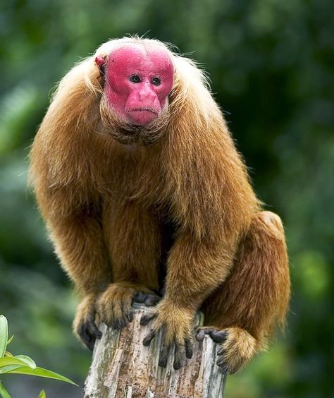 The bald-headed uakari (Cacajao calvus) is a monkey hailing from the Amazon rain forest that boasts a bald crown punctuated by bright, crimson-hued skin. The perpetual blush is caused by a lack of skin pigment and a glut of capillaries beneath the skin. Uakari Monkey, Bizarre Animals, Types Of Monkeys, Amazon Forest, Animal References, List Of Animals, Monkey Business, Rain Forest, Amazon Rainforest