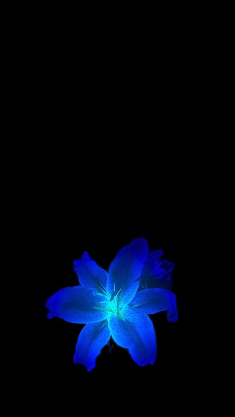 Flower Lockscreen, Flowers Black Background, Blue Flower Wallpaper, Dark Blue Flowers, Dark Blue Wallpaper, Iphone Wallpaper Stills, Butterfly Wallpaper Backgrounds, Butterfly Wallpaper Iphone, Cute Black Wallpaper