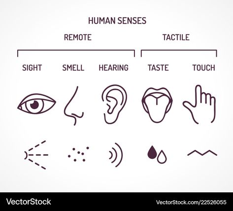 Five basic human senses vector image on VectorStock Human Senses, Five Senses, Biology, Png Images, Vector Free, Vector Images, Human