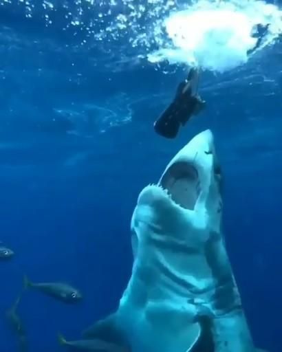 Science Makeup, Makeup Space, Sharks Scary, Cool Sharks, Shark Photos, Shark Pictures, Shark Bait, Megalodon Shark, Deep Sea Creatures