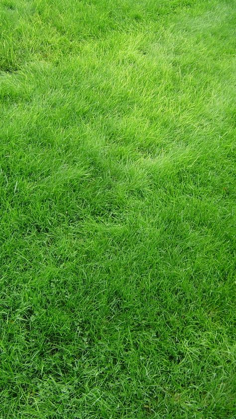 Markiplier Wallpaper, Grass Texture, Grass Background, Grass Wallpaper, Desktop Background Pictures, Green Iphone, Iphone 6 Wallpaper, Phone Screen Wallpaper, Grass Field