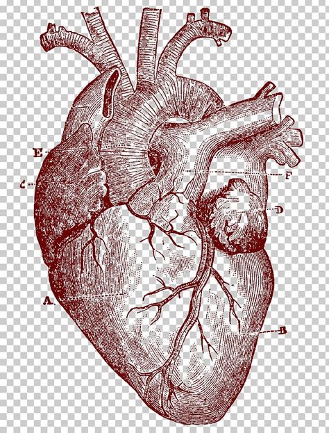 Heart Drawing Anatomy, Heart Anatomy Drawing, Heart Biology, Human Skull Drawing, Anatomical Heart Drawing, Human Heart Drawing, Biology Drawing, Ant Drawing, Human Heart Anatomy