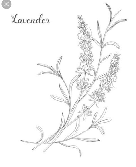 Lavender Illustration, Doodle Line Art, Flowers Doodle, Flower Tat, Lavender Tattoo, Line Art Vector, Flower Art Drawing, Illustration Botanique, Flower Sketches