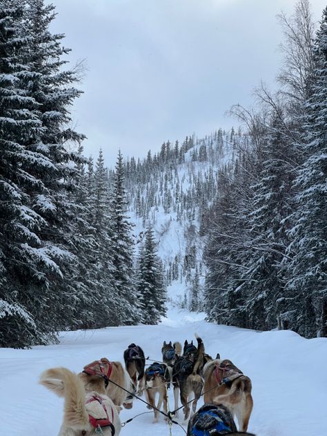 Norway Dog Sledding, Alaska Dog Sledding, Sled Dogs Aesthetic, Alaska Skiing, Alaska Christmas, Dog Sleds, Montana Christmas, Dog Sledding Aesthetic, Sled Dog Aesthetic