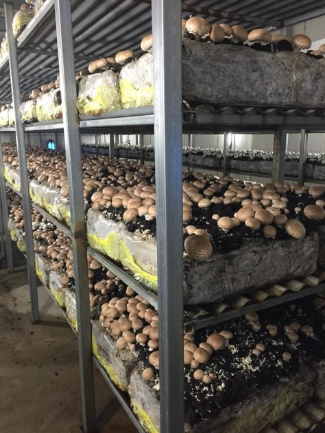 Mushroom Farming Business, Mushroom Business, Mushroom Farming, Mushroom Culture, Mushroom Farm, Farming Ideas, Growing Mushrooms At Home, Mushroom Kits, Mushroom Cultivation