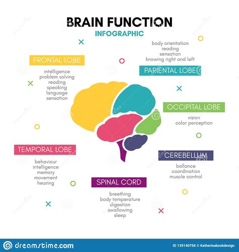 Brain Infographic, Brain Anatomy And Function, Brain Lobes, Glenn Doman, Brain Based Learning, Brain Structure, Brain Facts, Limbic System, Brain Anatomy