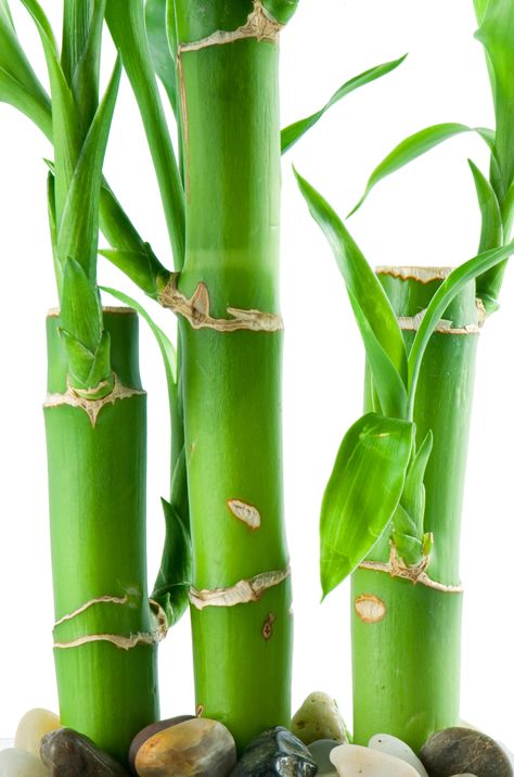 Bamboo. Just one plant that you might want to consider if you want to have a garden, but lack the requisite green thumbs Lucky Bamboo Care, Bamboo Plant Care, Wandering Jew Plant, Lucky Bamboo Plants, Bamboo Stalks, Bamboo Plant, Lucky Symbols, Bamboo Garden, Lucky Bamboo