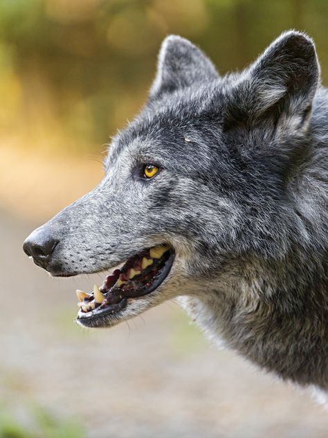 Snarling Wolf, Wolf Poses, Art Guy, Wolf Husky, Profile Portrait, Wolf Teeth, Wolf Photography, Wolf Photos, Gray Wolf