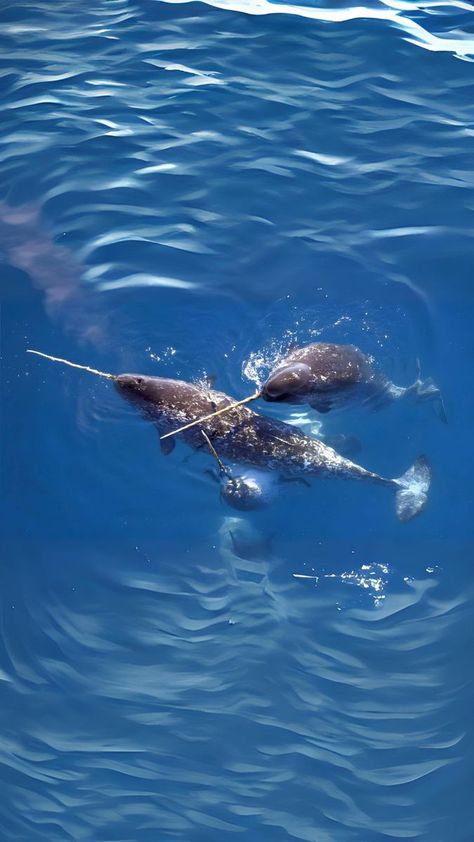 100K views · 2.5K reactions | Narwhal 🦄 The Real Unicorns Of The Sea! | Narwhal 🦄 The Real Unicorns Of The Sea! | 1 Minute Animals In the depths of icy waters, narwhals, the mystical "unicorns" of the sea, reign with their... | By 1 Minute Animals | Facebook Narwhal Aesthetic, Narwhal Wallpaper, Narwhal Real, Narwhal Pictures, Marine Creatures, 100k Views, Winter Arc, Real Unicorn, Water Animals